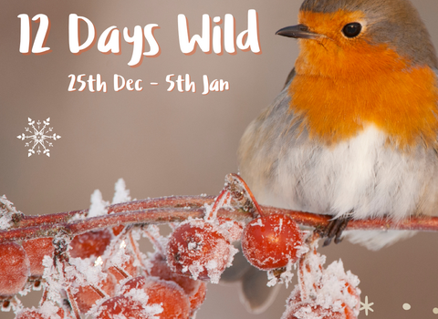 Robin sitting on a branch of frosty red berries with white text alongside