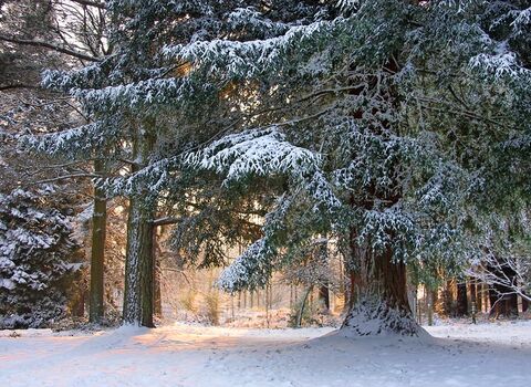 Snowy woodland scene