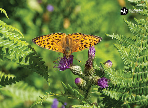Black and orange patterned butterfly on a thistle head frames by bracken fronds