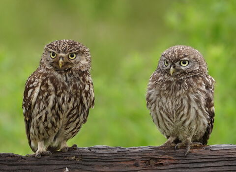 Owls Russell Savory