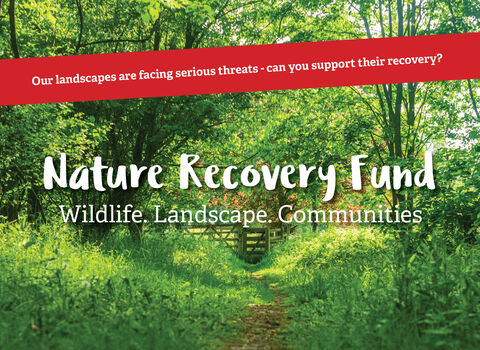 Path through woodland with text overlaid