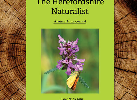 Cover of journal, bright green with photo of a purple flower and moth