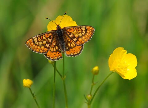Marsh Fritillary