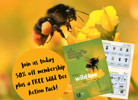 Bee action pack