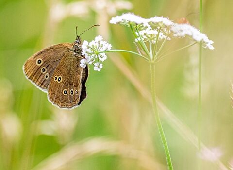 Brown butterfly on a white umbellifer flower