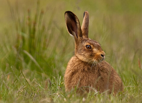 Brown Hare - Lepus Europaeus