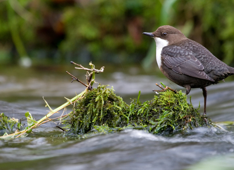 Dipper