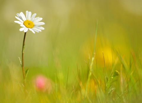 Daisy in lawn