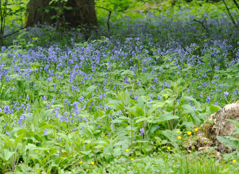 Rookhill Coppice nature reserve