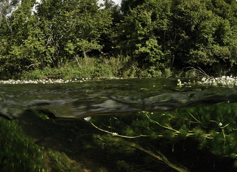 Split level view across river with plants visible below the water and trees on far bank