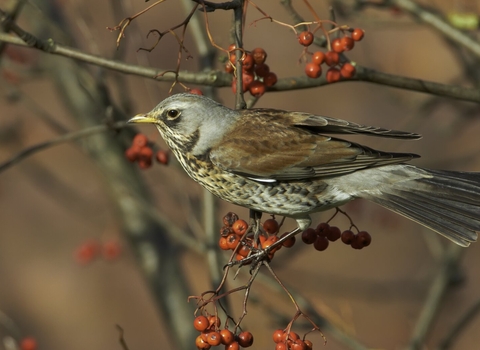 Fieldfare (Turdus pilaris), perched on branch with rowan berries