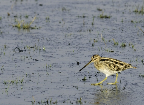 brown wading bird with long beak walking across flooded ground